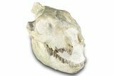 Fossil Oreodont (Merycoidodon) Skull - South Dakota #285132-2